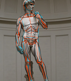 Atelier Tcheskiss. David de Michel-Ange. Anatomie simplifiée. Cours de dessin pour enfants et adultes. Delémont Jura