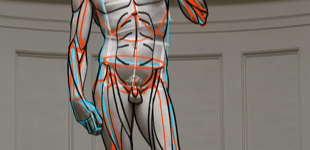 Atelier Tcheskiss. David de Michel-Ange. Anatomie simplifiée. Cours de dessin pour enfants et adultes. Delémont Jura